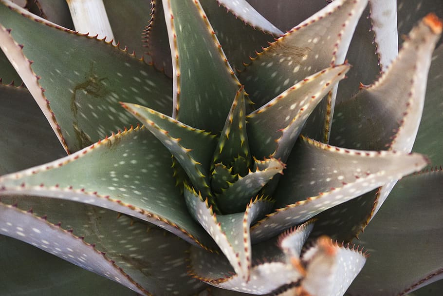 aloe, succulent, macro, namibia, nature, spur, plant, wild HD wallpaper