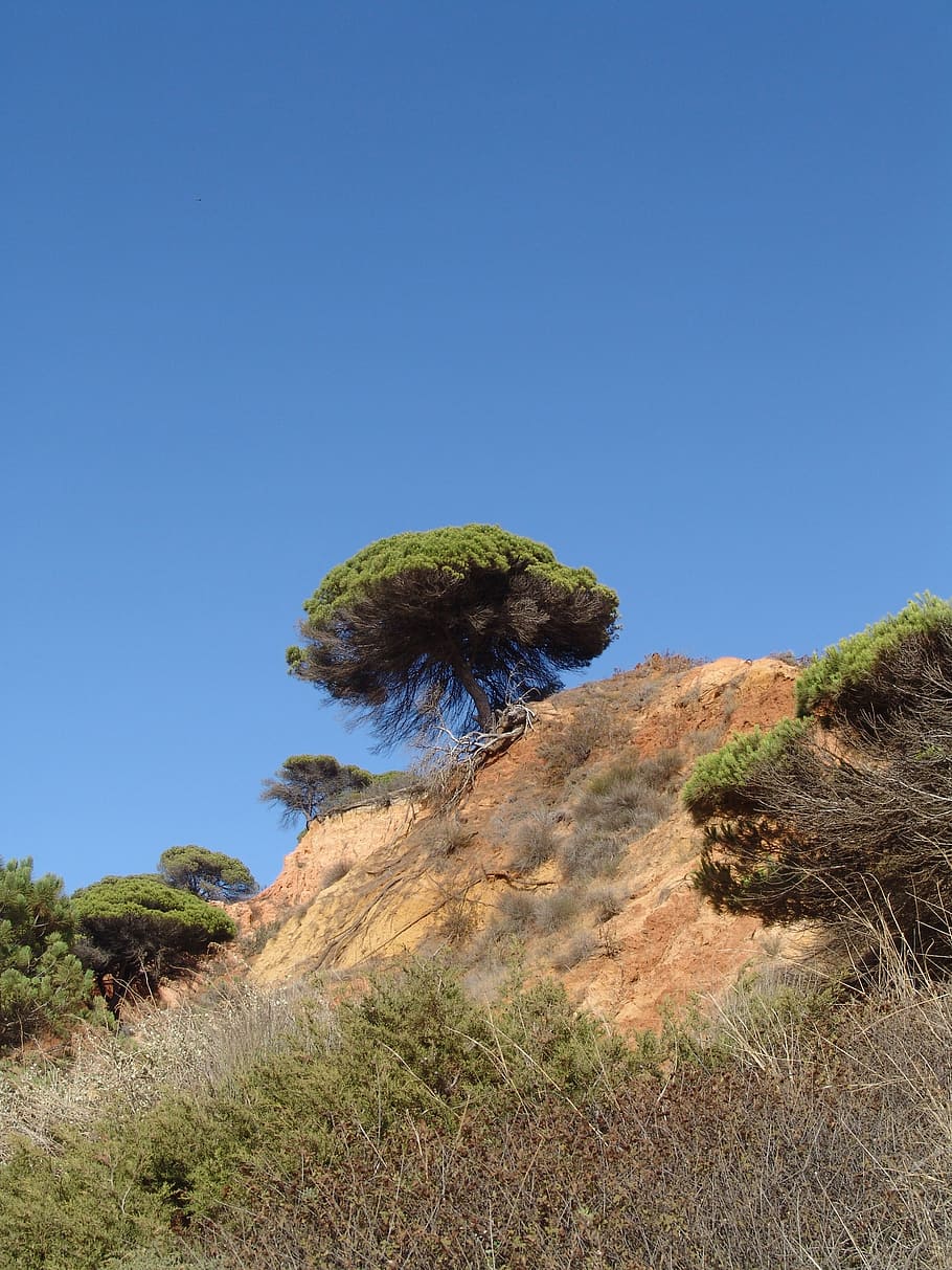 algarve, tree, sky, coast, nature, portugal, plant, clear sky HD wallpaper