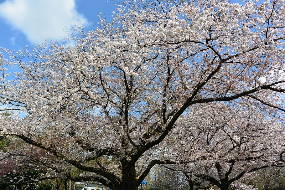 cherry, landscape, flowers, tree, plant, flowering plant, growth HD wallpaper
