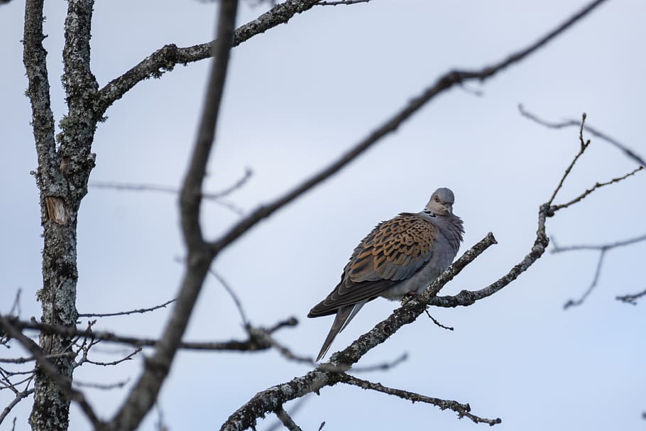 turtle dove, bird, nature, pigeons, animals, spring, adler, HD wallpaper