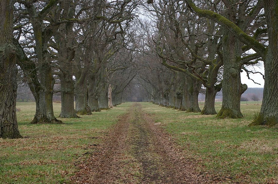 oak trees, avenue, road, forward, nature, season, forest, autumn HD wallpaper