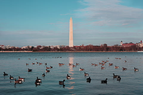 Washington Monument, USA, animals, architecture, daylight, ducks HD wallpaper