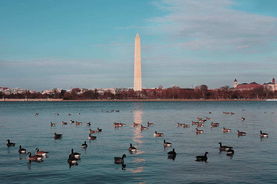 Washington Monument, USA, animals, architecture, daylight, ducks HD wallpaper