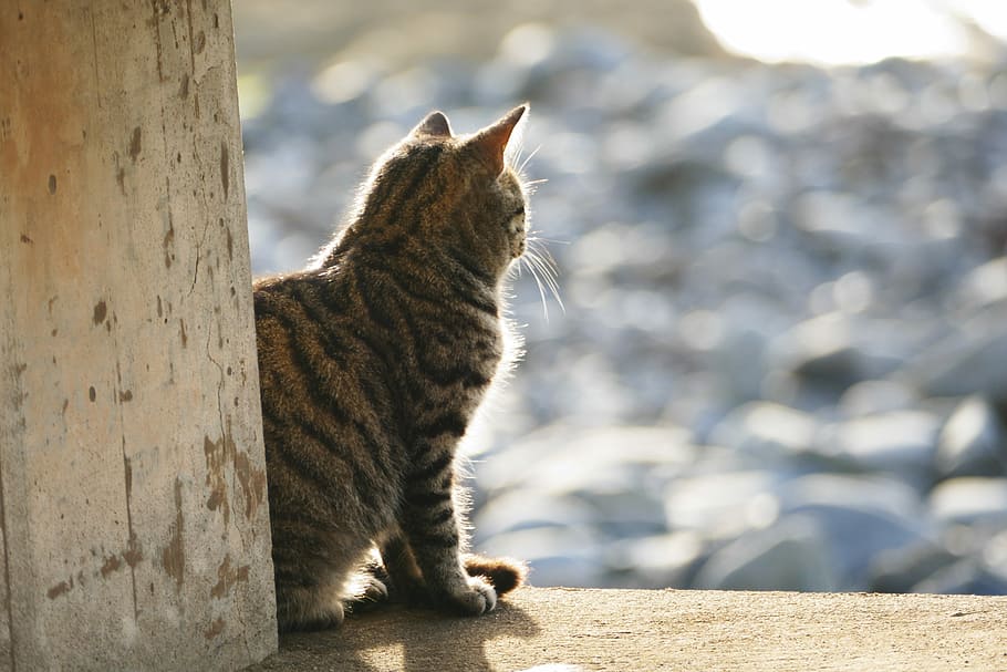 cat, light, evening light, mackerel, sun, sunset, tiger cat HD wallpaper