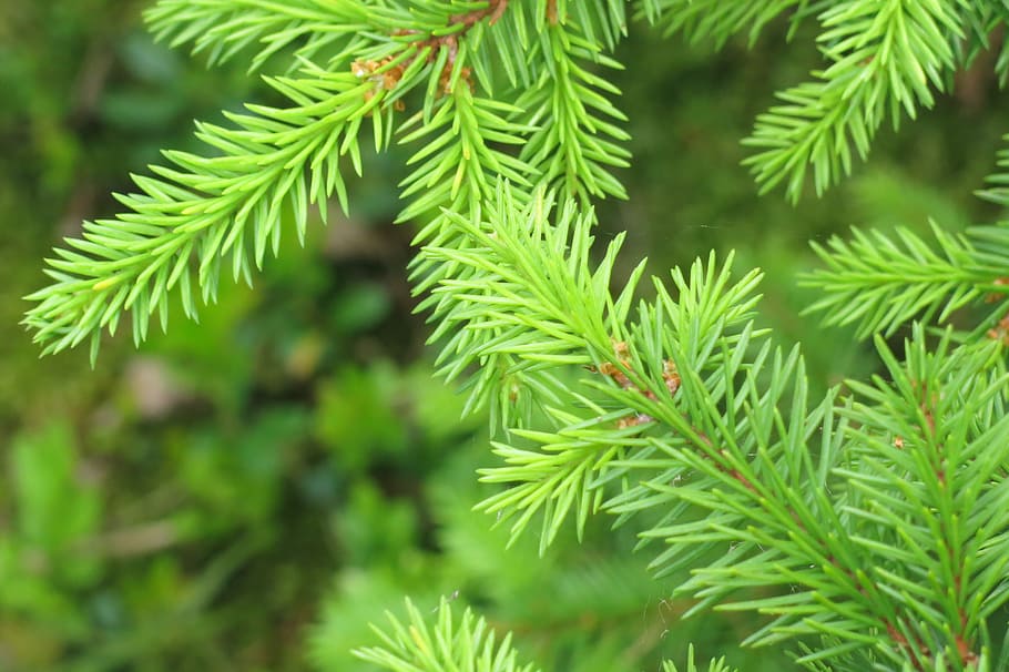 Norrbotten, Spruce, Twigs, Forest, spruce twigs, green color HD wallpaper