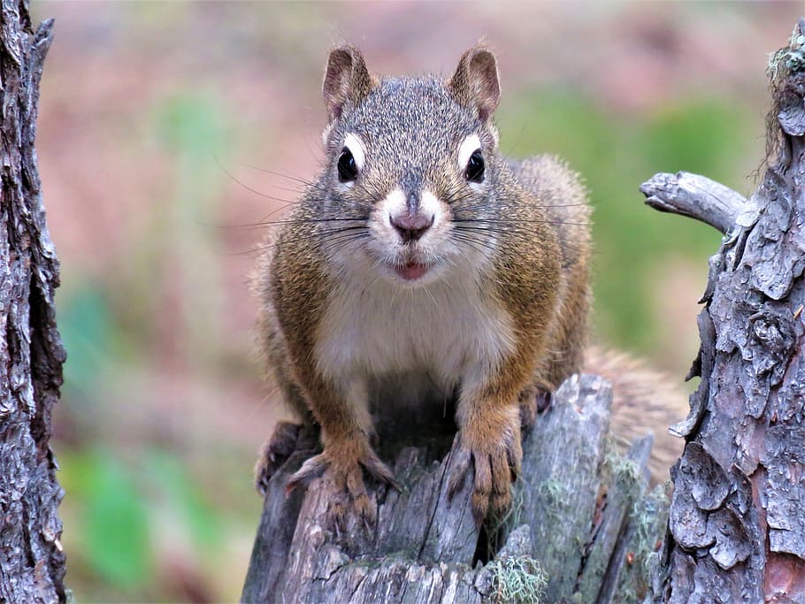 close-up photo of squirrel on wood, tree, rodent, forest, wildlife HD wallpaper