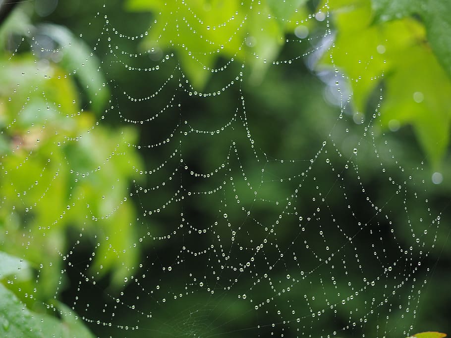 cobweb, raindrop, network, morgentau, dew, autumn, moist, water HD wallpaper