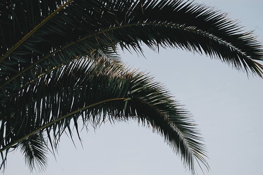 palm tree during daytime, low angel view of palm tree, branch HD wallpaper