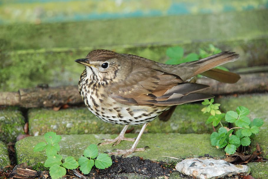 nature, bird, thrush, green, animal themes, one animal, animal wildlife HD wallpaper