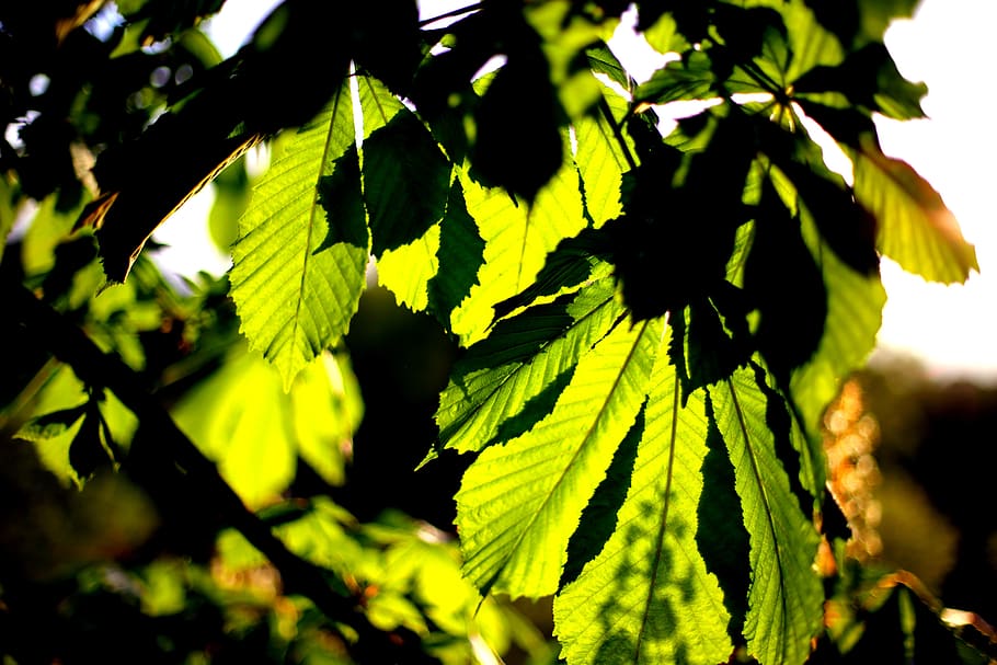 trees, light, shadow, green, spring, sun, sunlight, branch HD wallpaper
