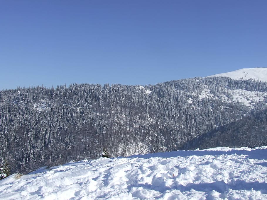 Forest, Mountain, Snow, Landscape, winter, cold temperature HD wallpaper