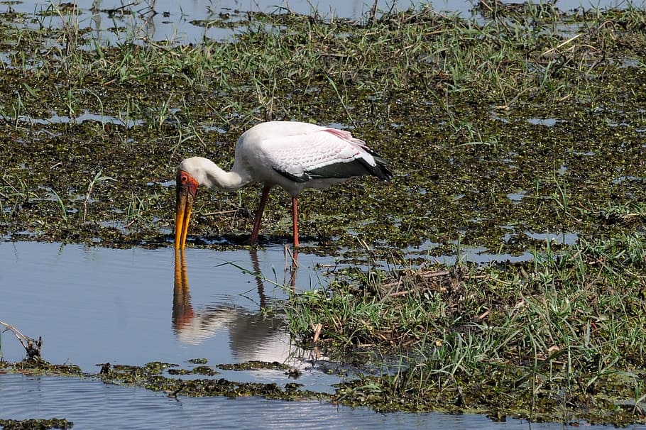 botswana, chobe, yellow-billed stork, water, bird, animal themes HD wallpaper