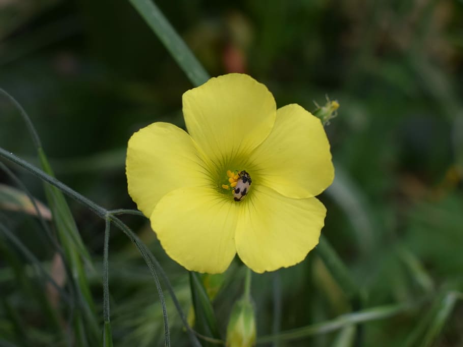 wildflower, nature, flora, spring, blooming, insect, beattle HD wallpaper