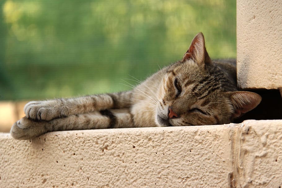 Cat, Lying, Relax, Rest, Feline, Animal, animal themes, one animal HD wallpaper