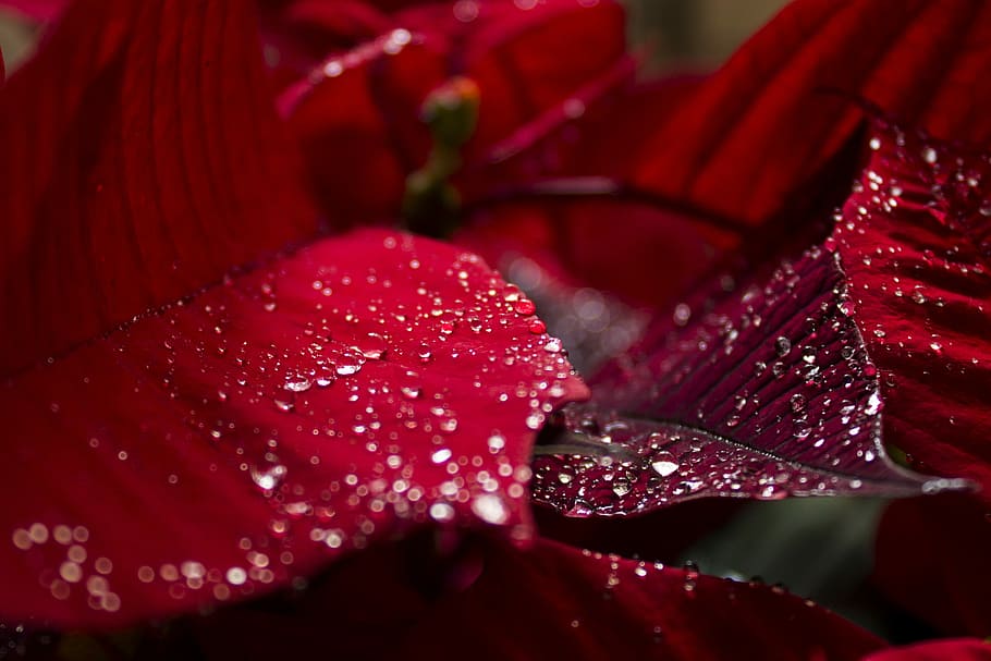 purple leaves lot, flower, decoration, tree, red, plant, nature HD wallpaper