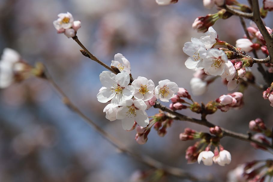 selective focus photography of white petaled flowers on bloom HD wallpaper