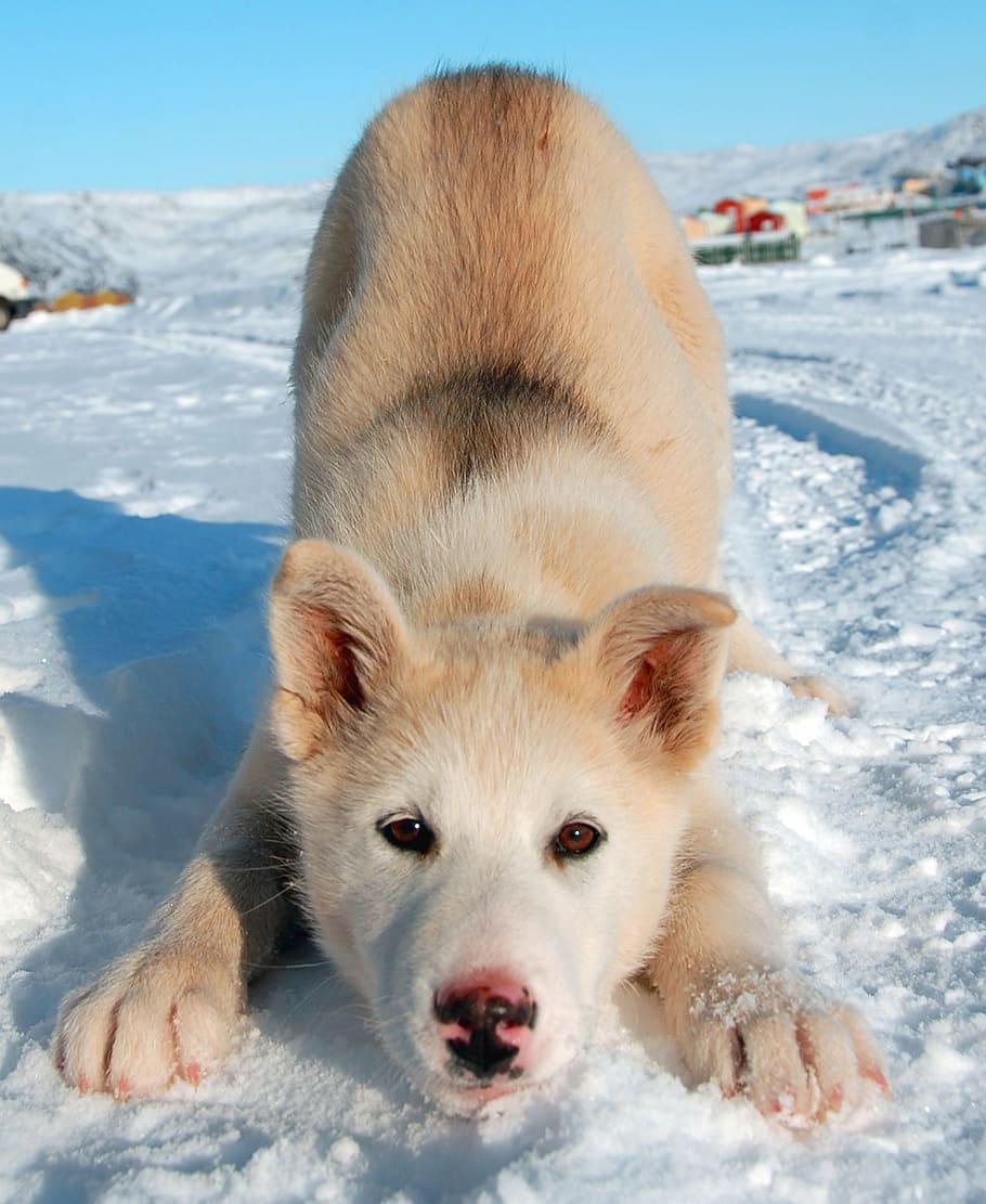 brown and white Siberian husky puppy on snow during daytime, greenland dog