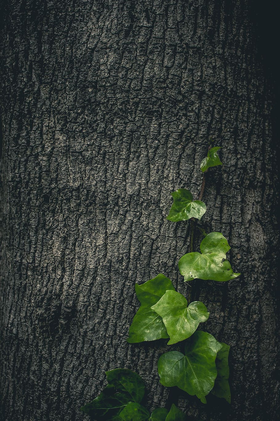 green vines on tree bark, green leaves on tree stem, plant, leaf HD wallpaper
