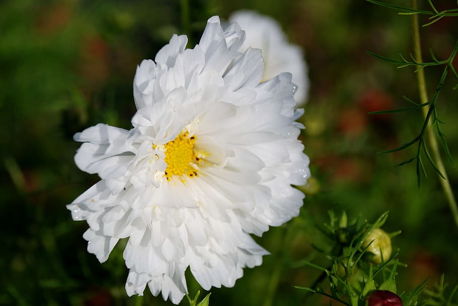Flower, Leaf, Nature, White, green, bloom, beautiful, macro HD wallpaper