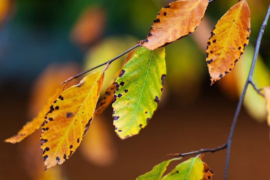 Autumn, Beech, Branch, Brown, Color, colorful, fall, flora HD wallpaper