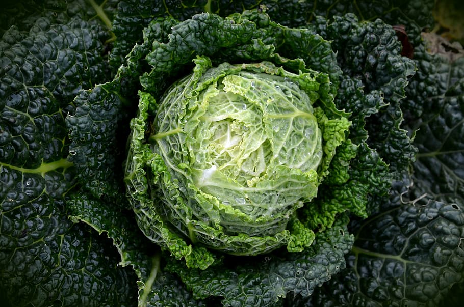 selective photograph of cabbage, savoy, kohl, vegetables, healthy