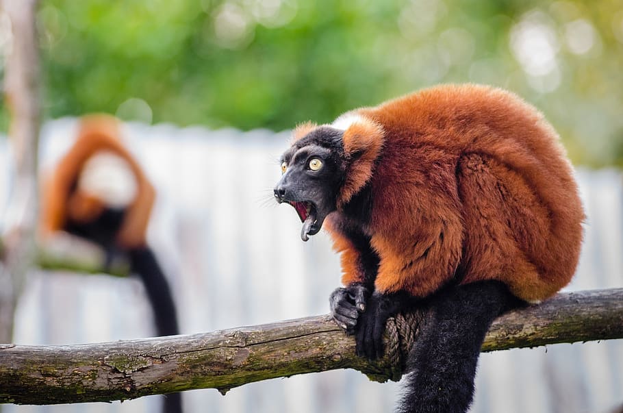 brown and black monkey sitting on tree branch, red ruffed lemur