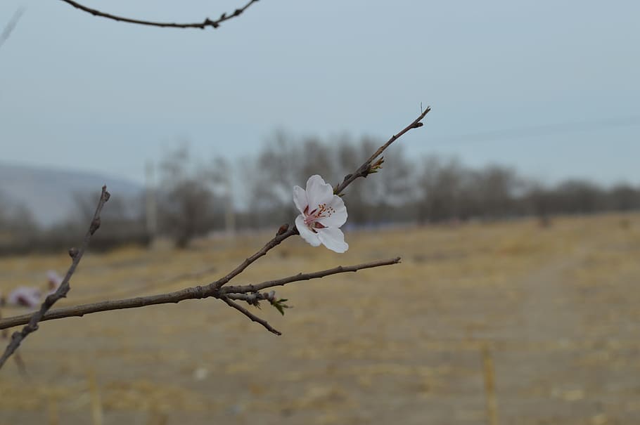Views, Landscape, Spring, nature, field, tree, focus on foreground HD wallpaper