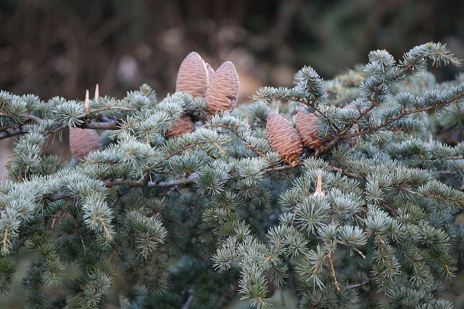 pineapples, tree, plant, growth, nature, winter, beauty in nature HD wallpaper