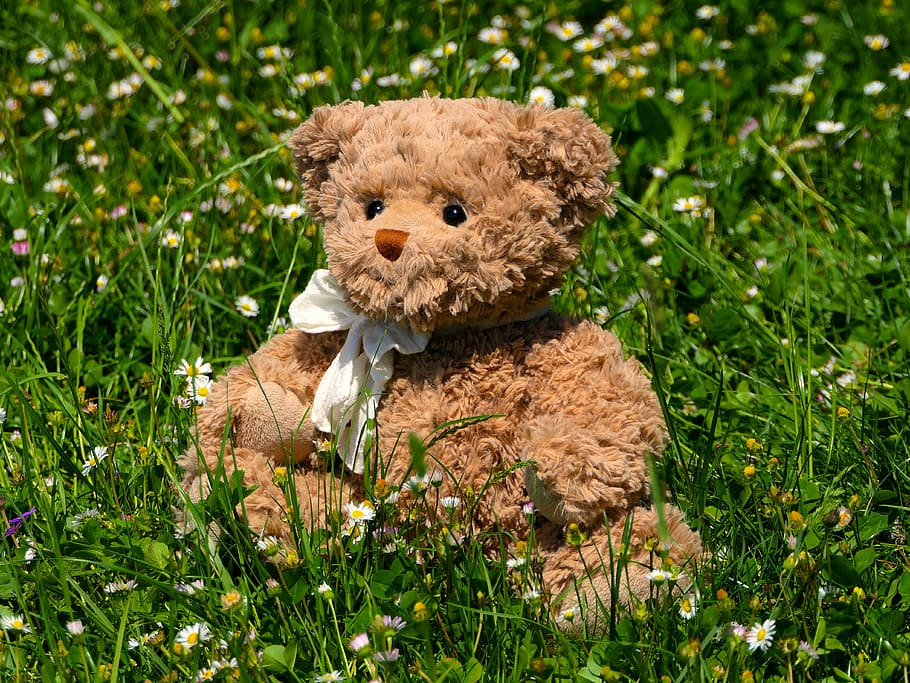 photo of brown bear plush toy on grass surface, teddy, cute HD wallpaper