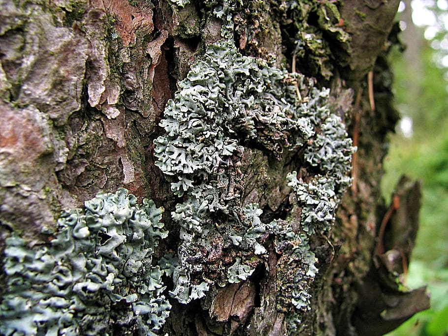 lichen, the bark, tree, moss, plant, trunk, tree trunk, growth HD wallpaper