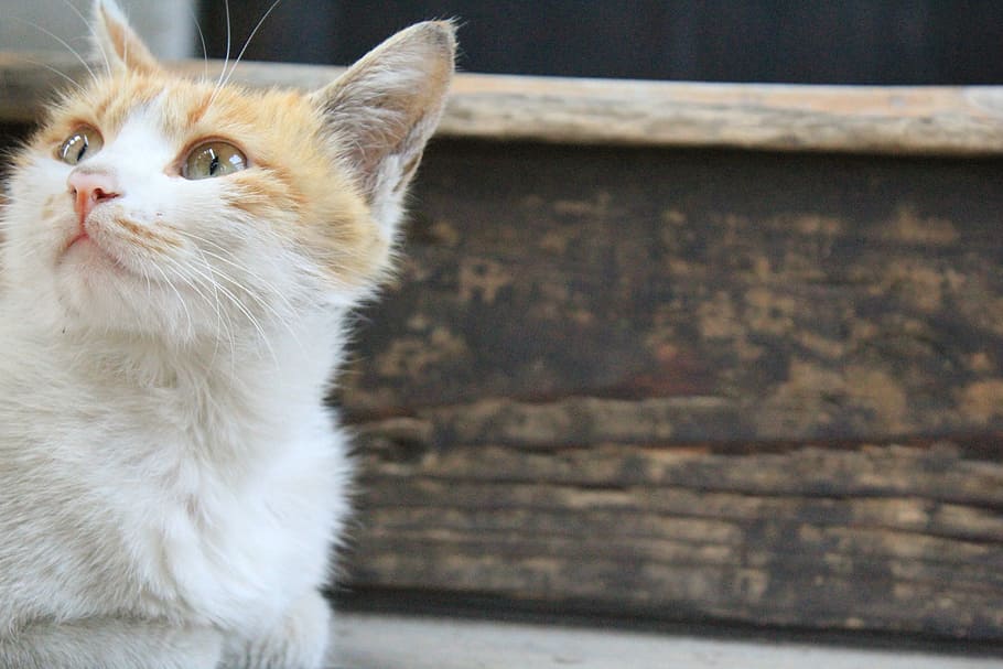 cat, kitty, animal, calm, domestic, pets, domestic cat, domestic animals HD wallpaper