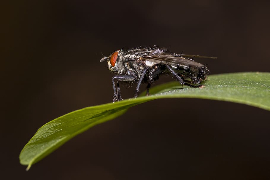 fly, macro, insect, close, nature, wing, animal, housefly, insect macro HD wallpaper