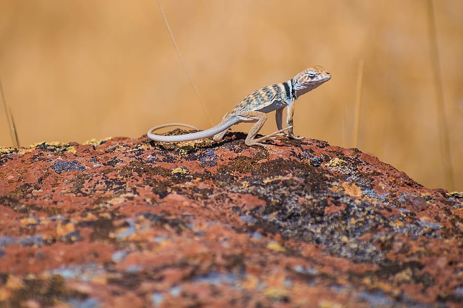 selective focus photography of brown and black lizard on brown stone, selective focus photography of brown lizard HD wallpaper