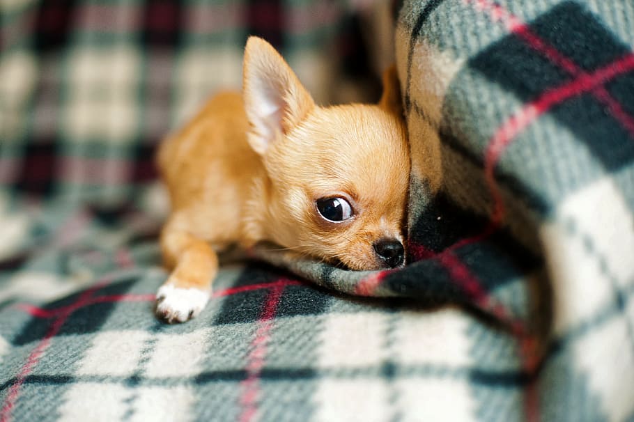 selective focus photography of brown chihuahua lying on green and red plaid textile, HD wallpaper