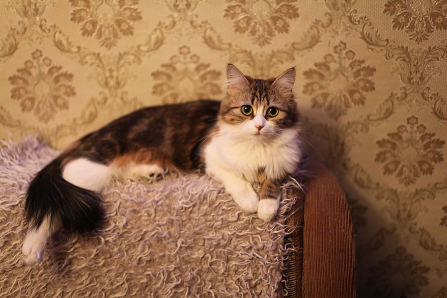 cat lying on couch, Animals, Cats, Pet, Handsome, Man, handsome man HD wallpaper