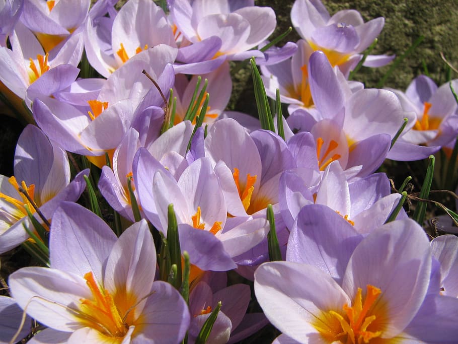 crocus, spring, lavender, flower, blossom, springtime, spring flower HD wallpaper