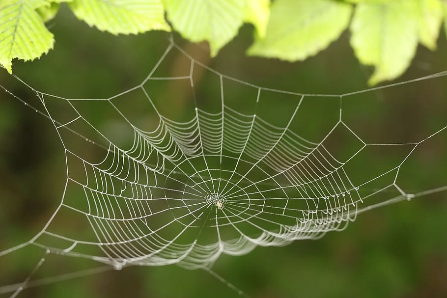 cobweb, dew, dewdrop, spider web with water beads, nature, insect