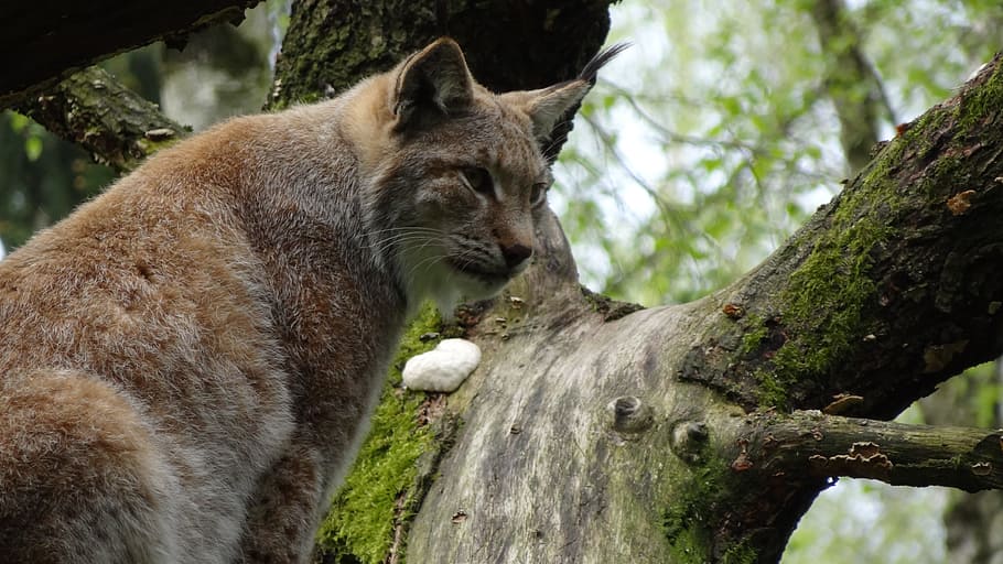 lynx, wildcat, mammal, animal, animal themes, tree, animal wildlife HD wallpaper