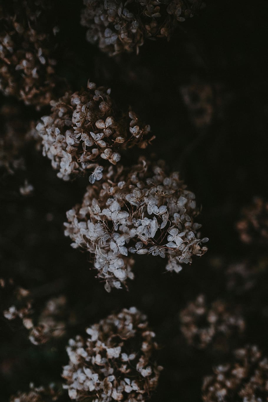 Dead Hydrangea, selective focus photography of white lilac flower HD wallpaper