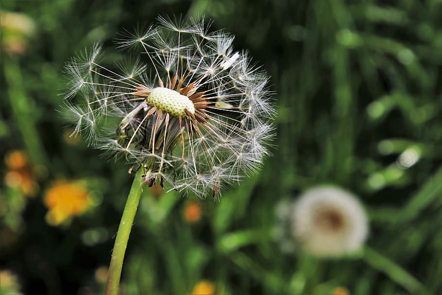 dandelion, spring, nature, plant, flower, summer, lawn, seed HD wallpaper