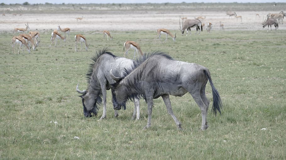 namibia, animals, wildebeest, animal themes, animal wildlife HD wallpaper