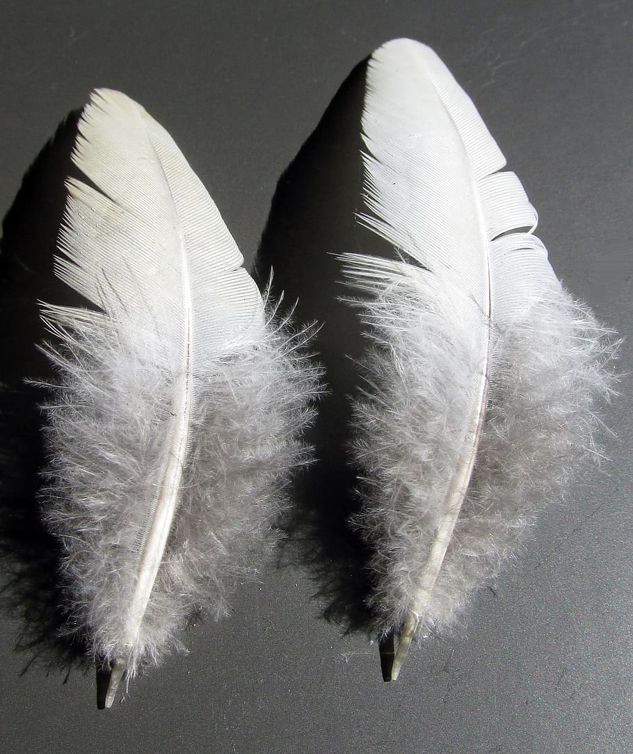 feather, bird, quill, downy, wing, lightweight, softness, vulnerability, HD wallpaper