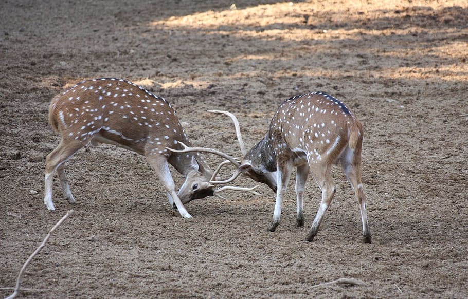 two deer ramming each other during daytime, Deers, Animal, Wild