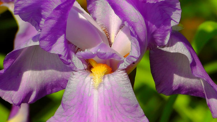 Blossom, Bloom, Macro, Plant, Flowers, purple, violet, flowering stems HD wallpaper