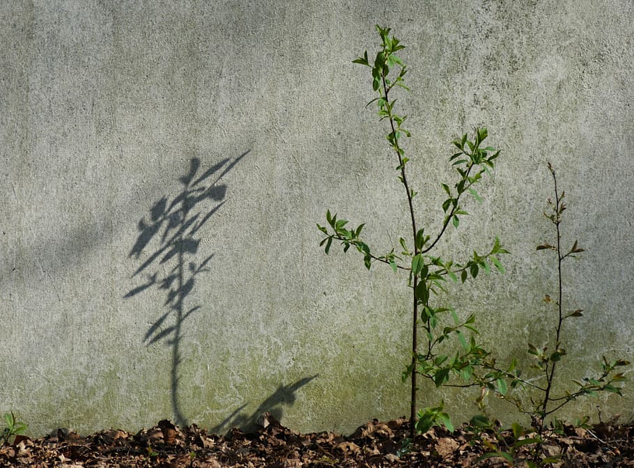 shadow, sun, tree, light, leaves, green, nature, bush, wall HD wallpaper