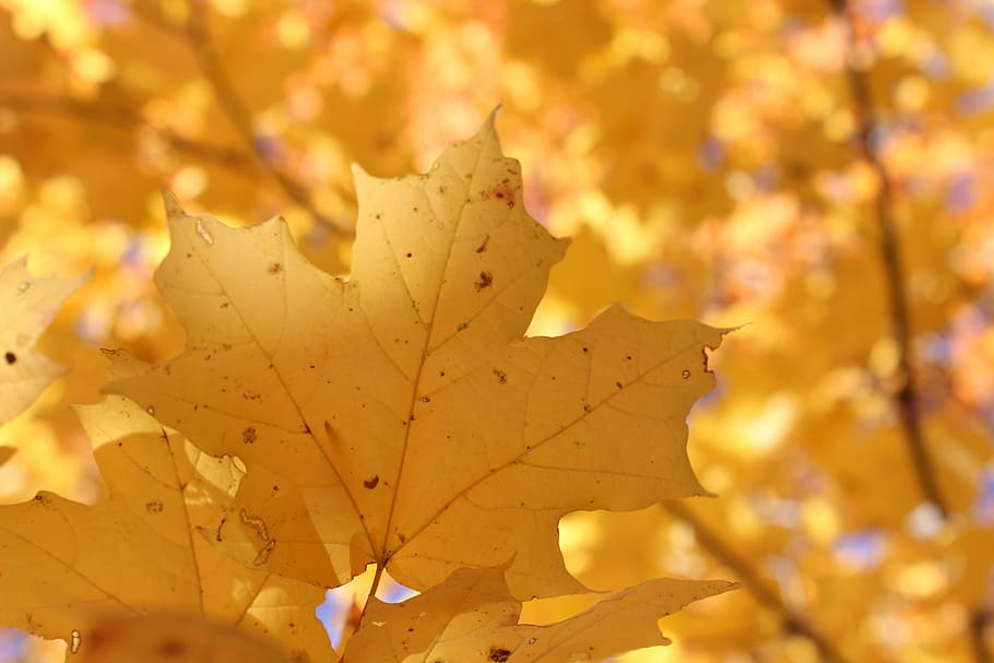 maple leaf, shallow focus photography of yellow maple leaf, autumn HD wallpaper