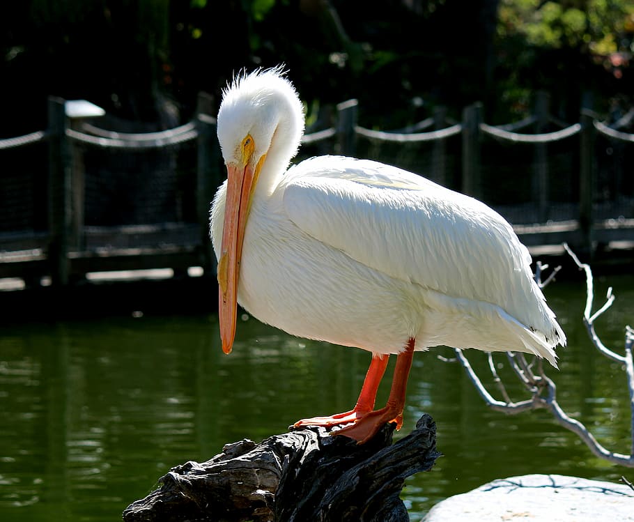 pelican, bird, nature, animal, wildlife, water, lake, beak HD wallpaper