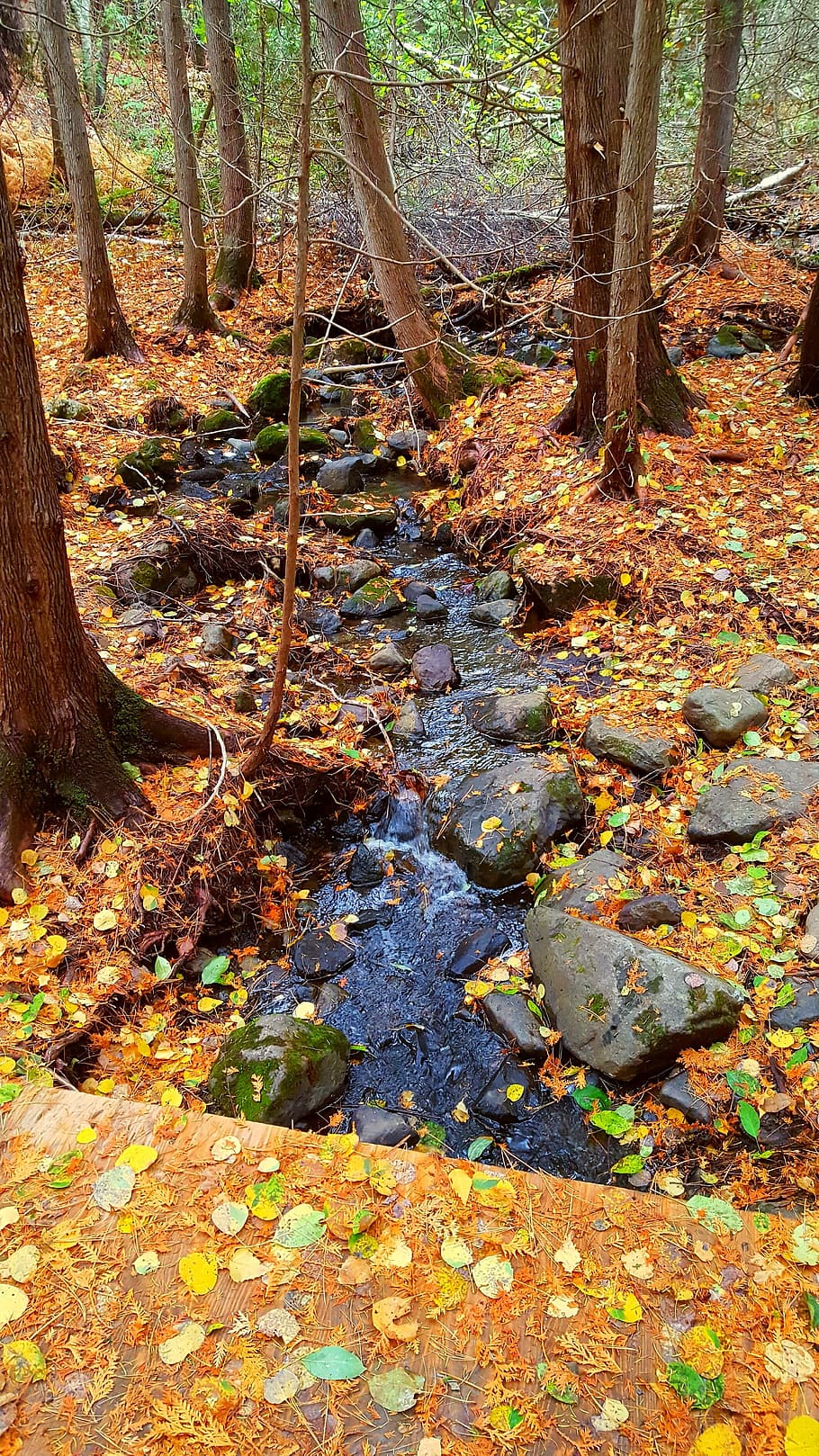 fall, forest, tree, trunk, plant, tree trunk, land, change HD wallpaper