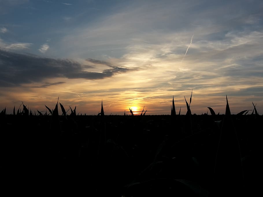 sun, sunset, field, summer, sky, cloud - sky, scenics - nature HD wallpaper