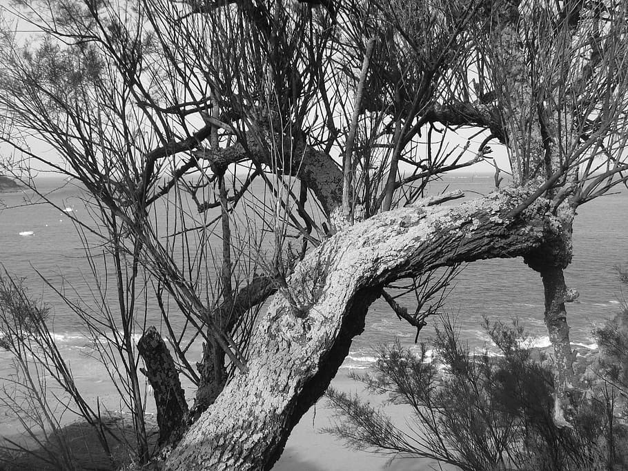 tree, side, landscape, brittany, branch, plant, bare tree, trunk HD wallpaper